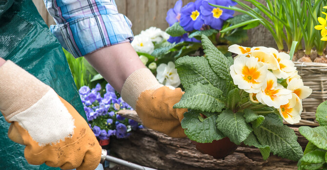 Pain-Free Gardening Tips for This Spring image